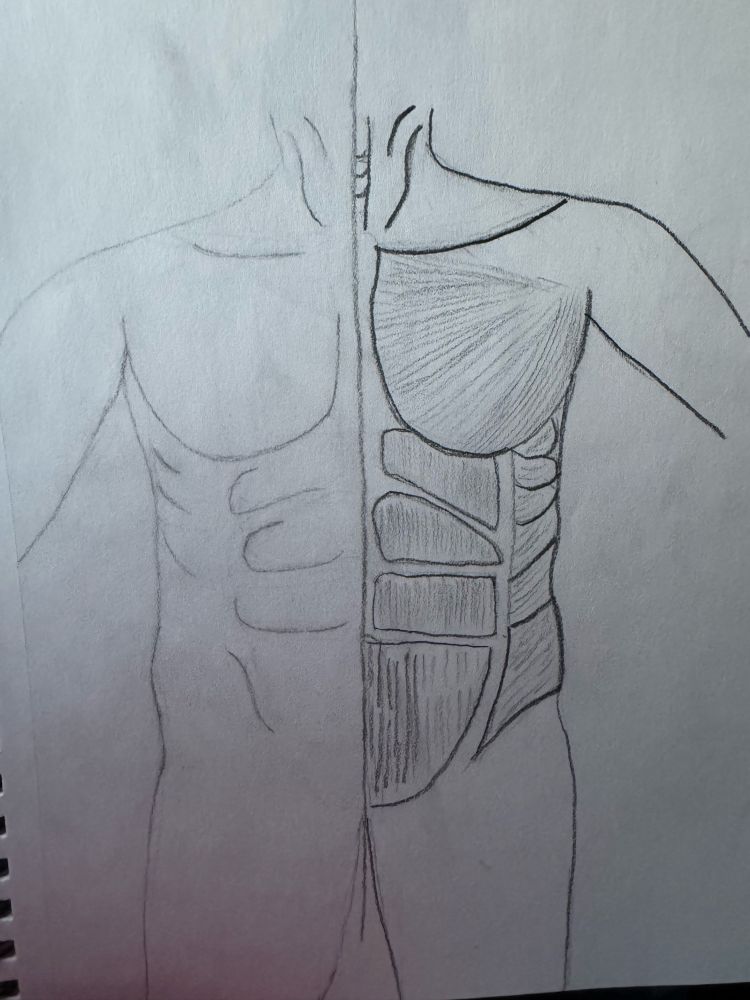 Rough sketch of a torso with half of the muscle exposed 