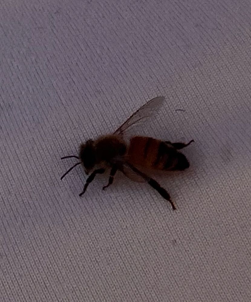 A cute little bee on my new white t shirt that ALREADY has oil stains cause I don’t wear my apron when I cook. 
