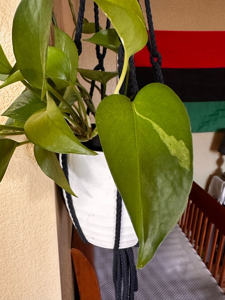 A trailing Jade Pothos plant zoomed in to a sliver of variegation on the right side of a leaf. There is a crib and Pan African flag in the background. 