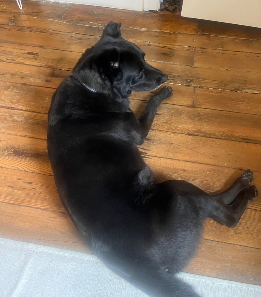 black shepherd mix dog lying relaxed on his side on a hardwood floor. his head is raised. picture taken from above. 