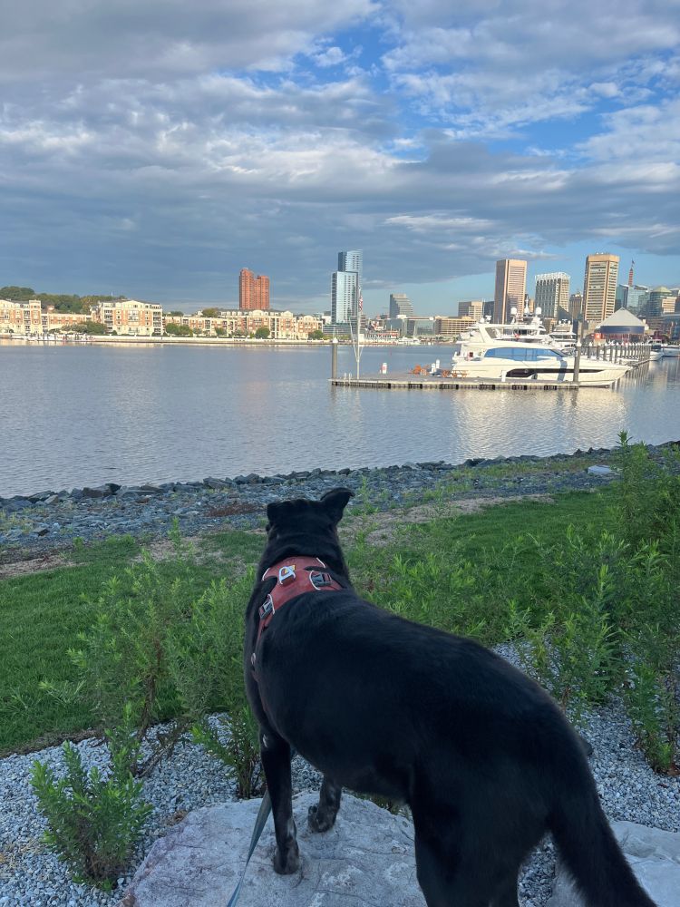 black dog wearing an orange harness, facing away from the camera and looking out over the Baltimore Inner Harbor. There are a few boats on the water, and in the distance some low- and high-rise apartment buildings on the waterfront. The sky is blue with some cloud coverage. 
