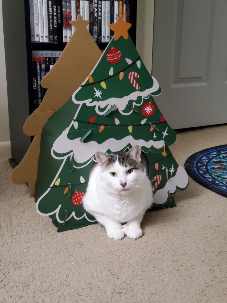 Toebeans sitting in a cat scratcher tree house