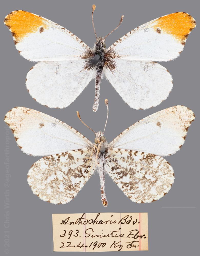 A dorsal and ventral view of a preserved butterfly with white and orange-tipped wings and its label
