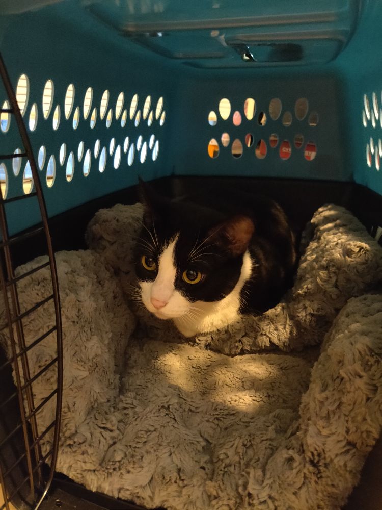 A tuxedo cat in loaf pose on a couple of pillows inside a blue pet carrier. He is wide awake and alert, but seems completely uninterested in leaving the carrier.