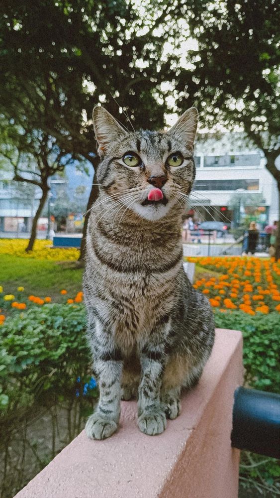 Foto de um gato tigrado de olhos verdes com a língua pra fora, sentado em cima de uma mureta rosa. Atrás tem um jardim com muitas flores laranjas e amarelas.