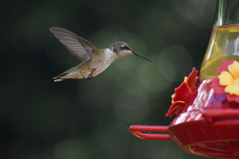 Side profile of a ruby-throated hummingbird at a feeder.