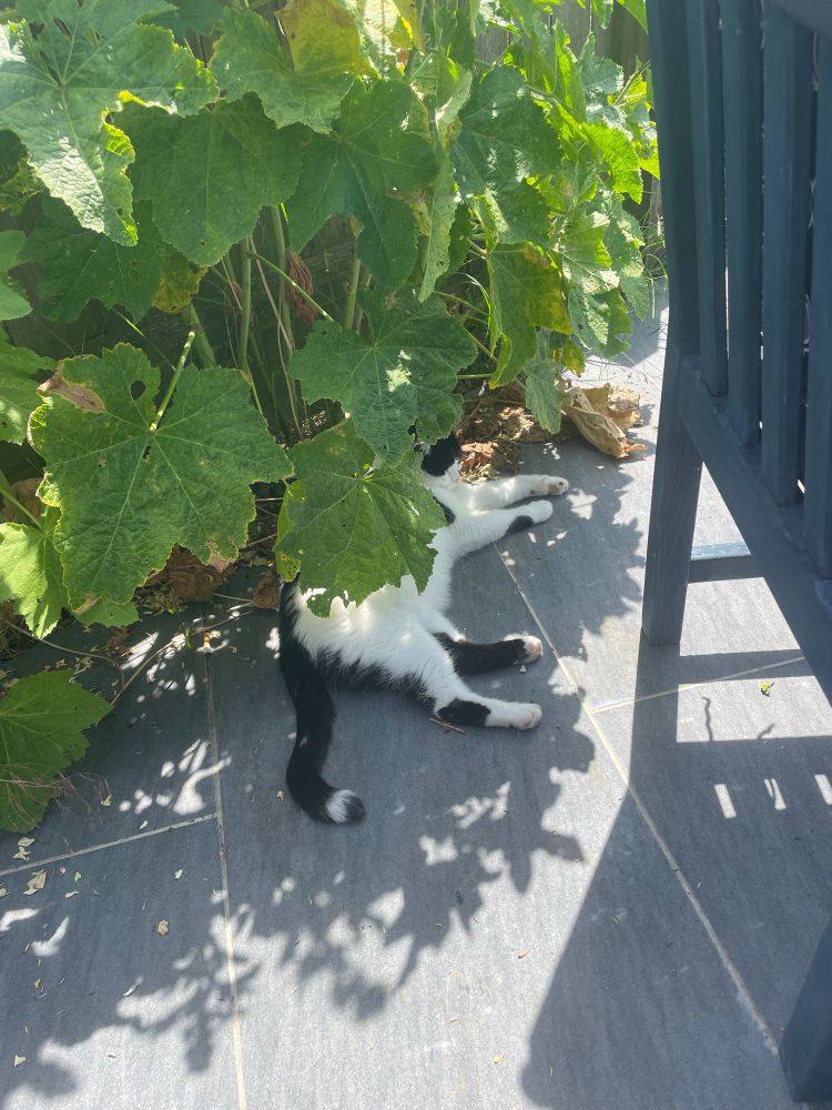Large black and white cat stretched out on a grey tiles making the best of the shade under the hollyhocks 