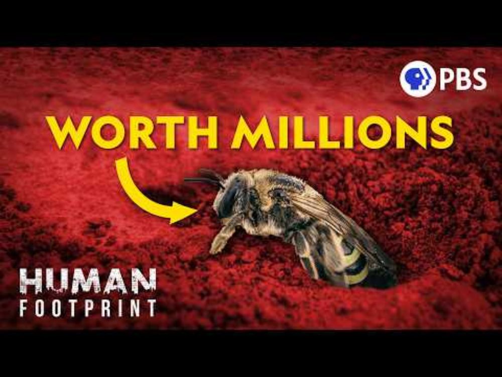 This Bee Is Worth Millions (And You've Never Heard Of It)