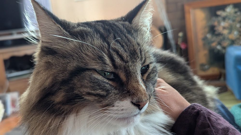 A very smug looking fluffy cat. His name is Schubert.