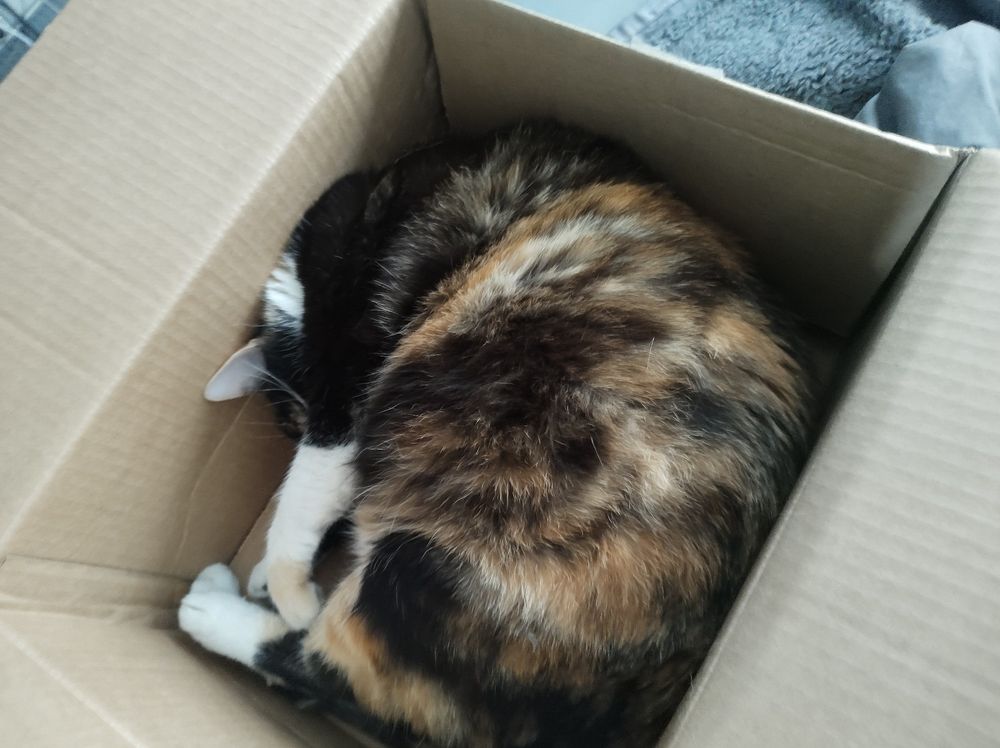 Fat cat curled up in a box, fast asleep. 