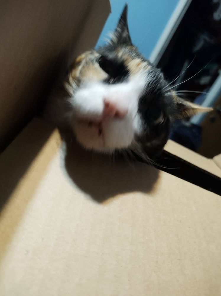 A blurry picture of a cat poking its head out of a box