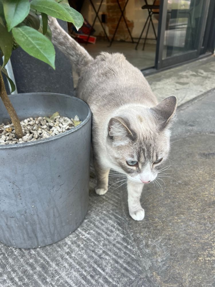 Another view of Felipa the gray cat 