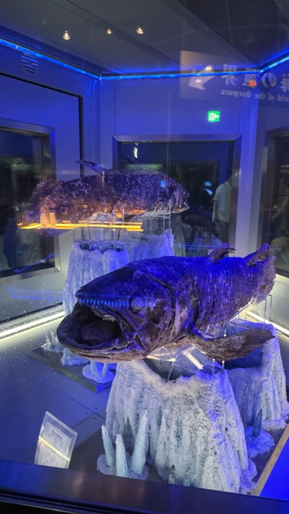 シーラカンスの冷凍標本@沼津港深海水族館

大変貴重な標本を見ることができました
三畳紀から姿を変えてないとされる生きた化石

なんと同期があのハリネズミ🦔らしい
卵生だったりカモノハシのような外連味溢れる生態のようです
一緒に展示されてて初めて知りました

他には駿河湾で獲れた深海生物の展示が盛り沢山でした
