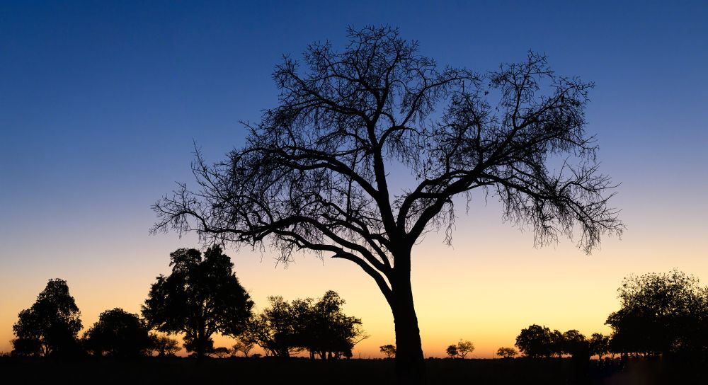 Photo of a silhouetted leafless tree against a rich blue background with orange/yellow at the horizon.
