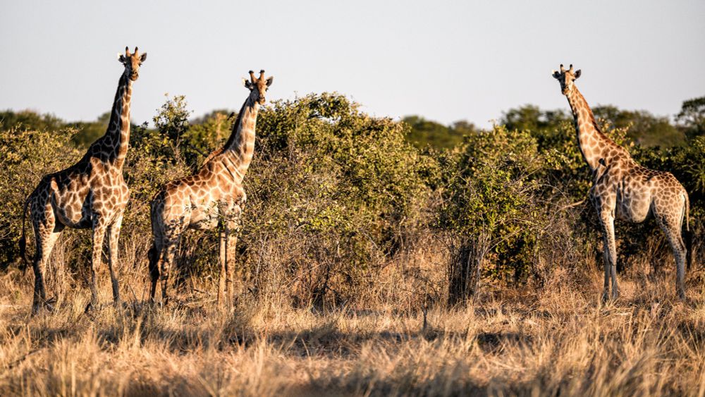 Three giraffe standing in front of a forested area.