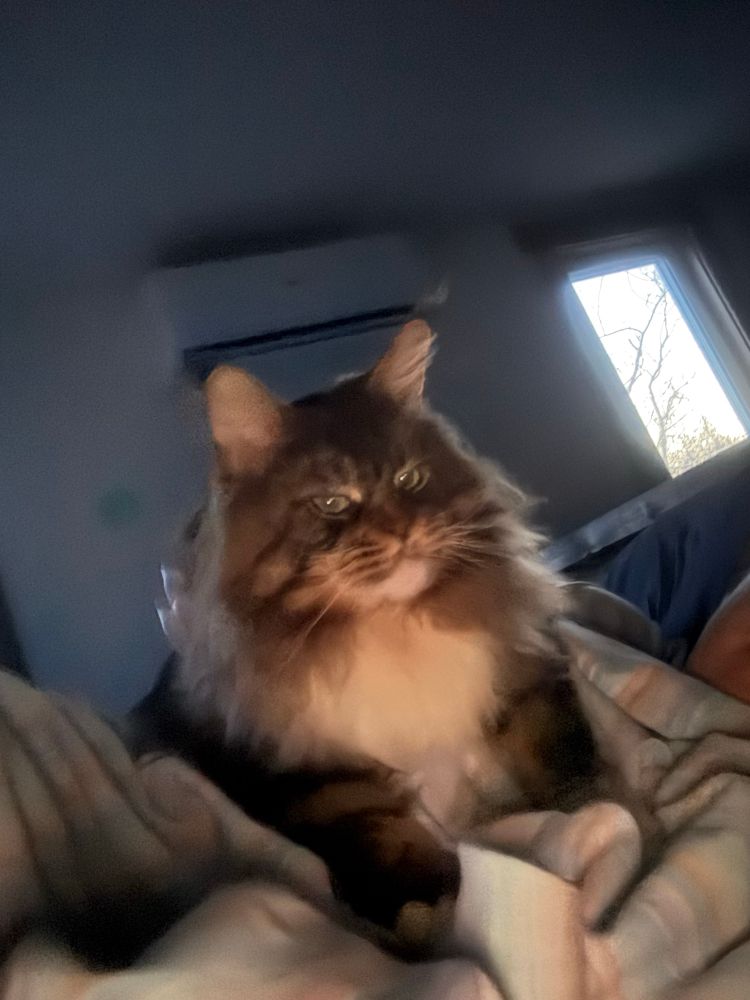 Low light shot of a big fluffy cat on top of a blanket lump, human barely visible