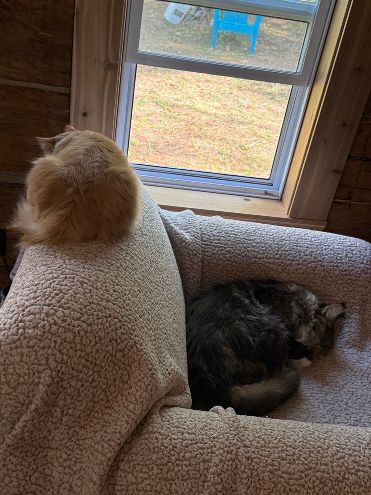 Armchair covered with a blanket in front of a window. A small orange cat is asleep on the back of the armchair, and a big fluffy Main coon is asleep on the seat.