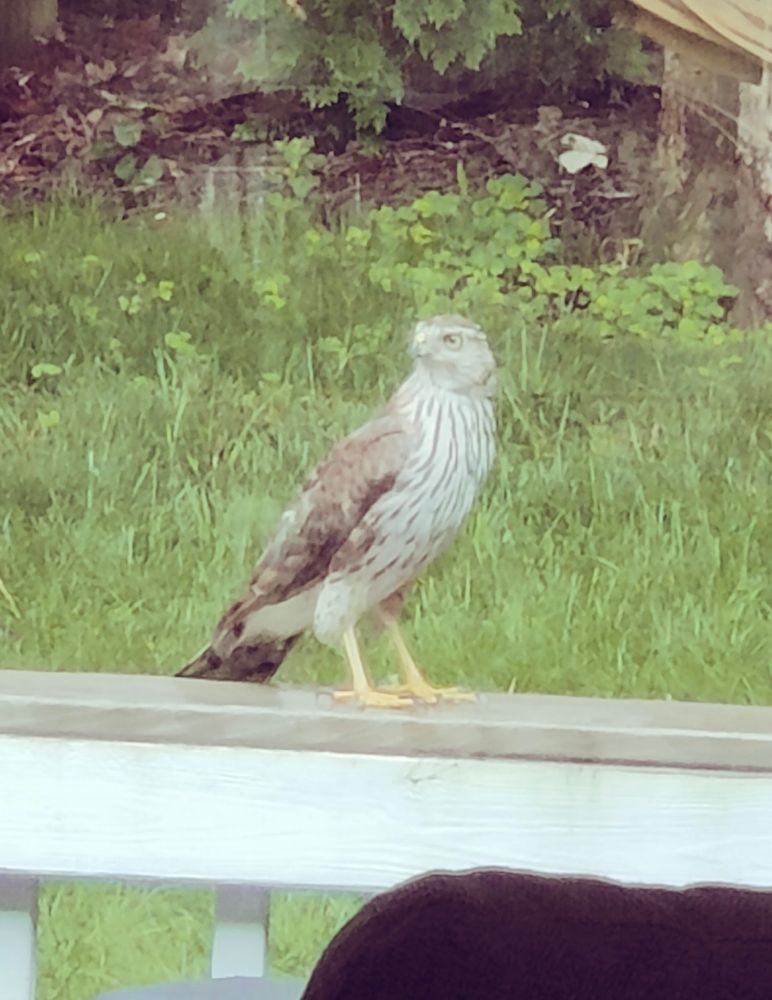 Brown and white hawk perched on a railing.