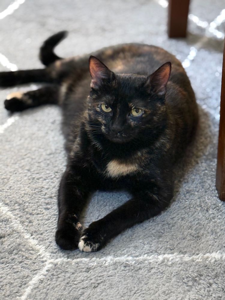 Cat looking defiantly at the camera