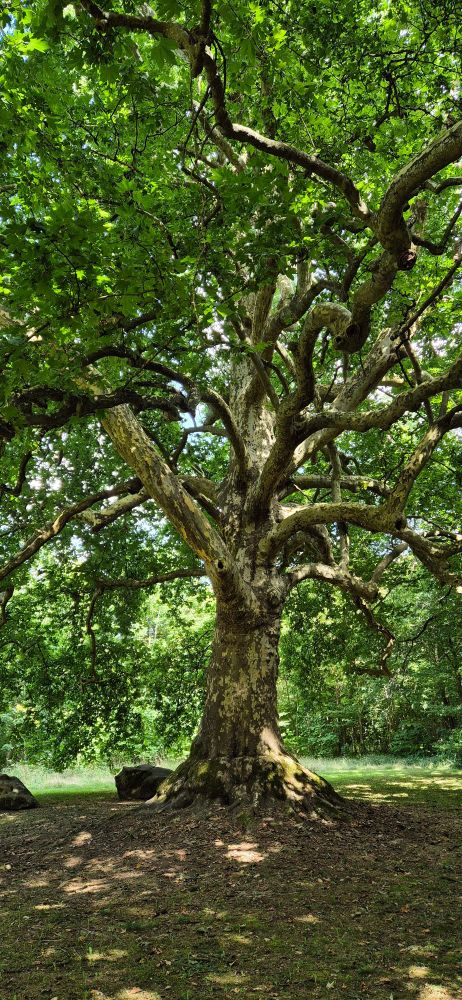 große, alleinstehende Platane, durch deren Krone die Sonne Licht auf den braunen Boden darunter zeichnet