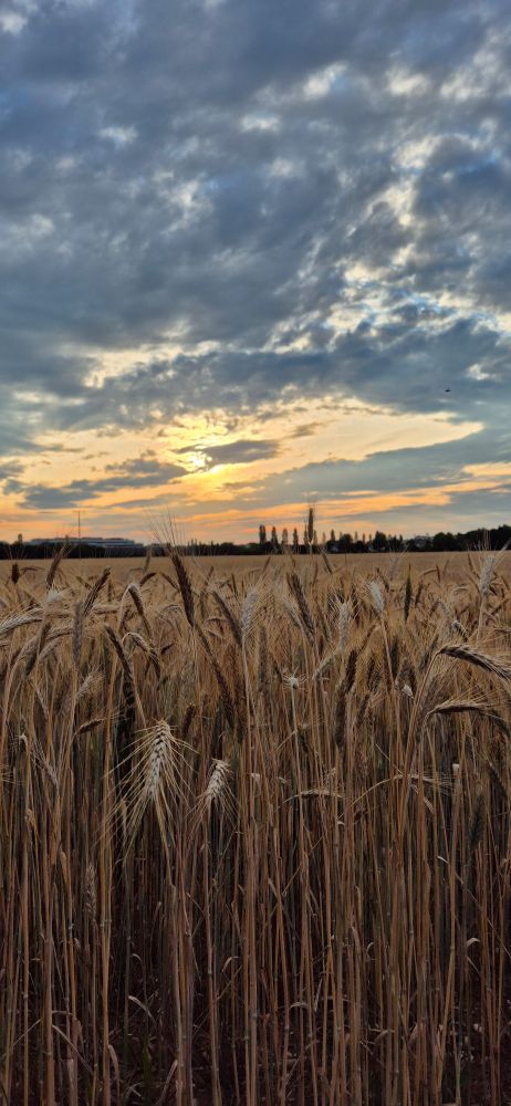 Sonnenuntergang hinter Wölkchen über einem Getreidefeld