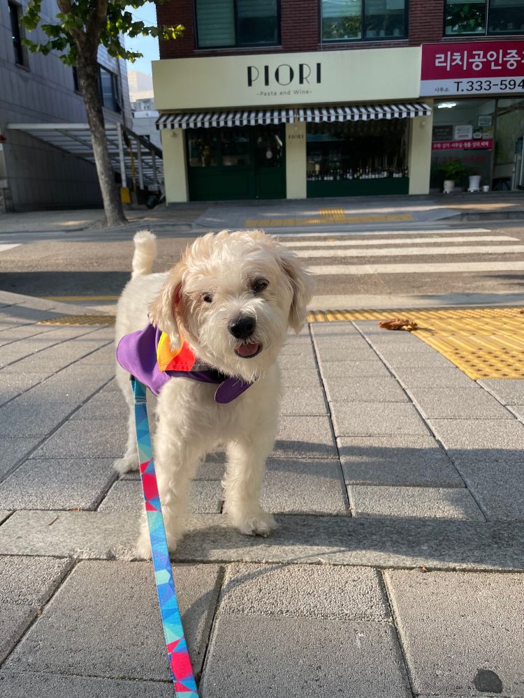 하얀 중형견 강아지