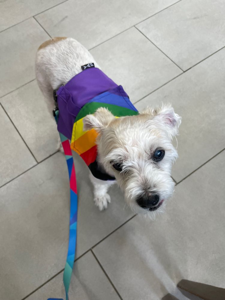 무지개 옷 입은 강아지