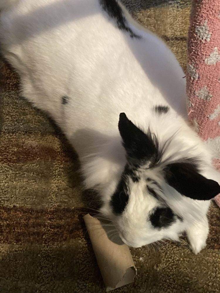 A pet rabbit is relaxing with an empty paper towel roll to chew on. The rabbit appears to be a lionhead mix.