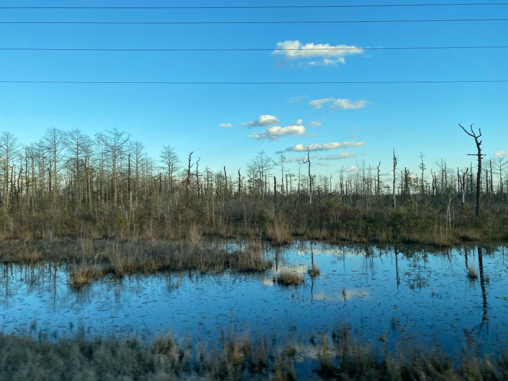 Temperate swamp with some dying trees impacted by sea level rise. Open water in the foreground with sparse, saturated forest in the background. 