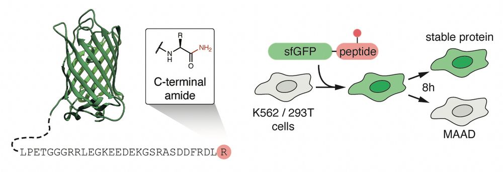 We combined chemical biology and genetic tools to devise a cellular screening platform to identify modified amino acid degrons (MAAD) that induce protein degradation. Surprisingly the smallest possible change from C-terminal carboxylic acid to an amide induces efficient degradation.