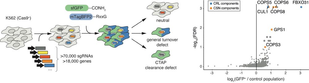 Using a genome-wide CRISPR screen we identified the SCF-component FBXO31 as a selective reader of C-terminal amides. FBXO31 is a quality control factor, agnostically recognizing any amidated C-terminal amino acid. We propose that oxidative stress can cause spontaneous fragmentation of the peptide-backbone to leading to formation of C-terminally amidated proteins (CTAP). 