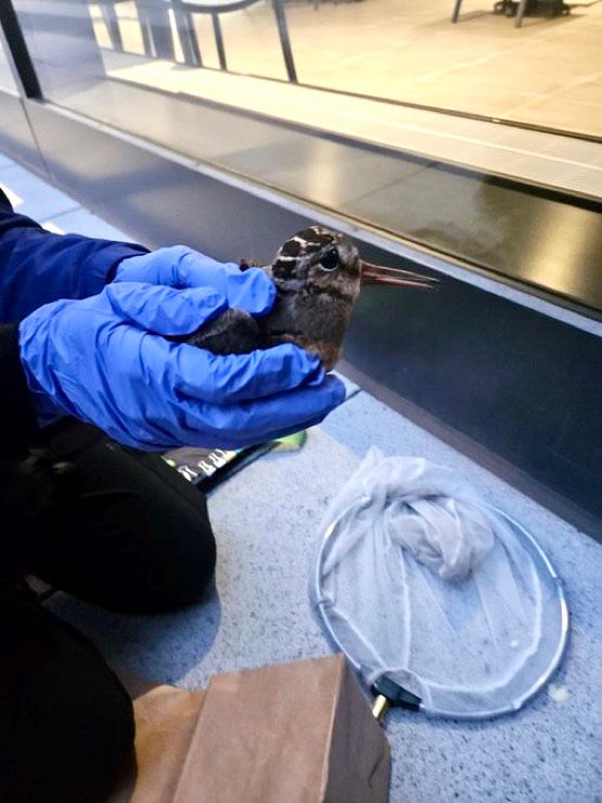 american woodcock injured from hitting window in chicago the other woodcock died