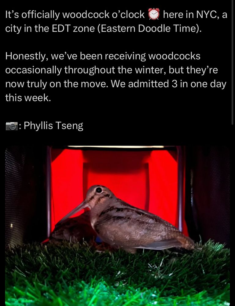 It's officially woodcock o'clock
here in NYC, a
city in the EDT zone (Eastern Doodle Time).
Honestly, we've been receiving woodcocks occasionally throughout the winter, but they're now truly on the move. We admitted 3 in one day this week.
lol: Phyllis Tseng