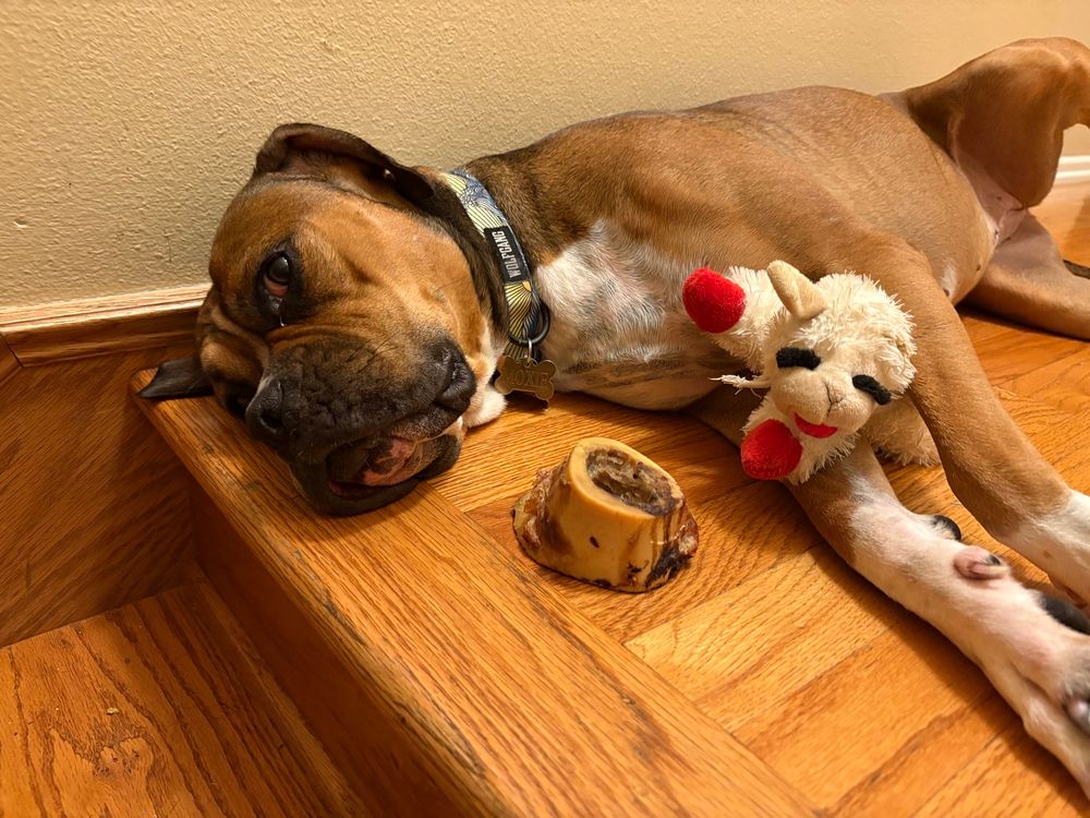 Moxie lies on her side with a bone and a stuffed animal 