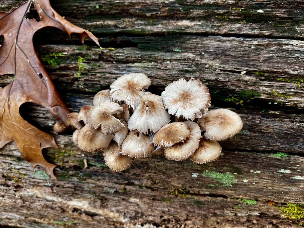 a bundle of light tan mushrooms with shaggy edges and a dark brown spot in the center and along the edges. growing out of a tree trunk