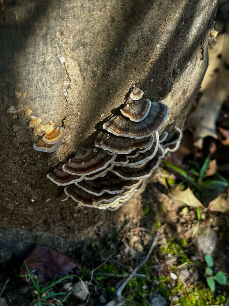 a photo of shelf-shaped mushrooms. the mushrooms are mostly gray with a dark brown band and a light brown band with a white external band