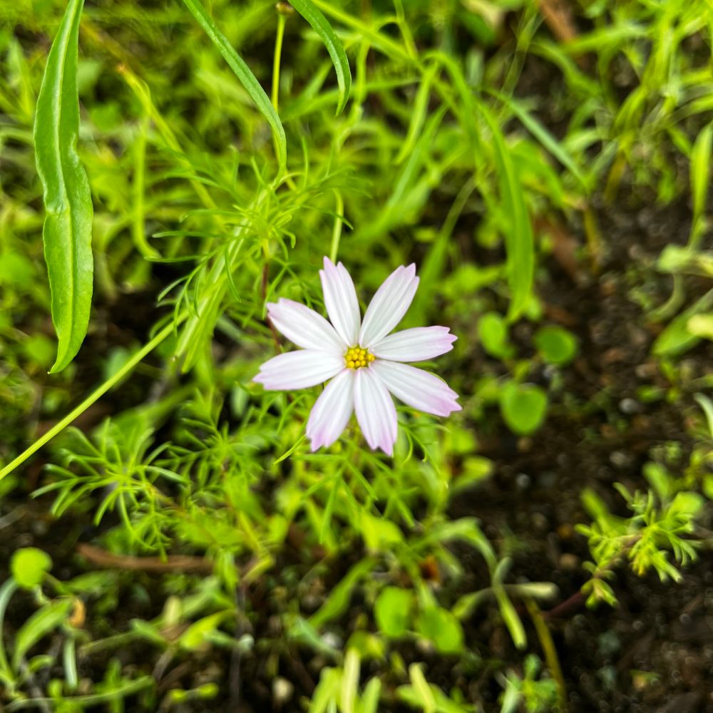 a photo of white garden cosmos with a yellow center and light pink touches on the outer edges of the 8 petals
