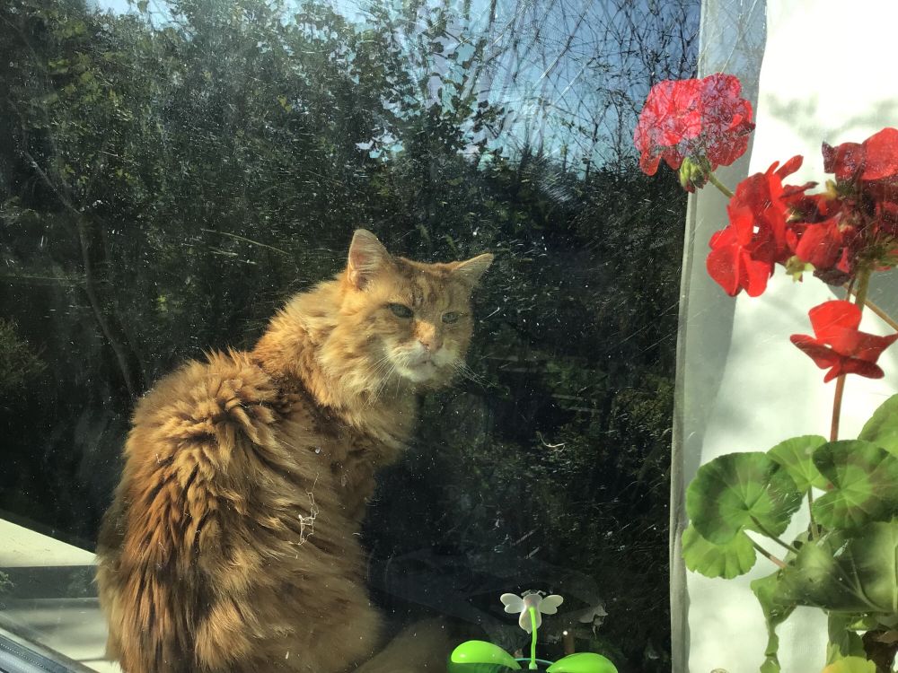 Seen from the outside a ginger cat in the window against the dark reflection of shrubs and blue sky 
A red geranium flower mid far right green leaves below