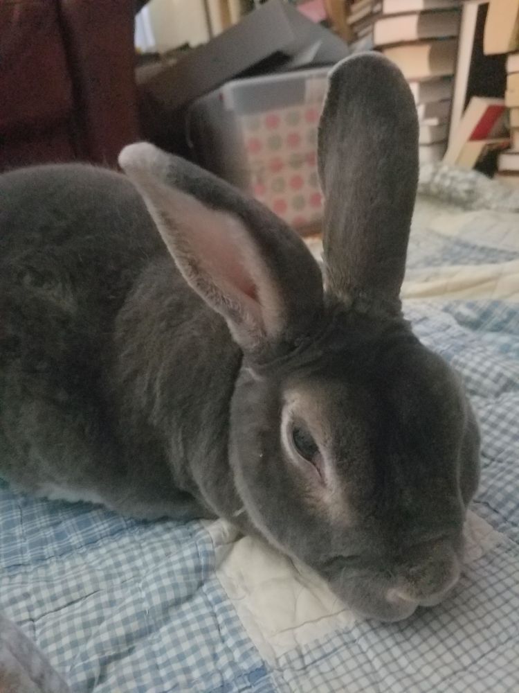 A rabbit on a blanket investigating you