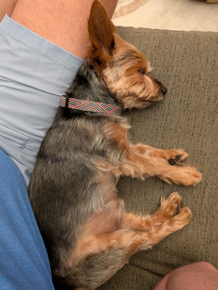 Tycho, our rescue Silky Terrier, recharging his batteries.
