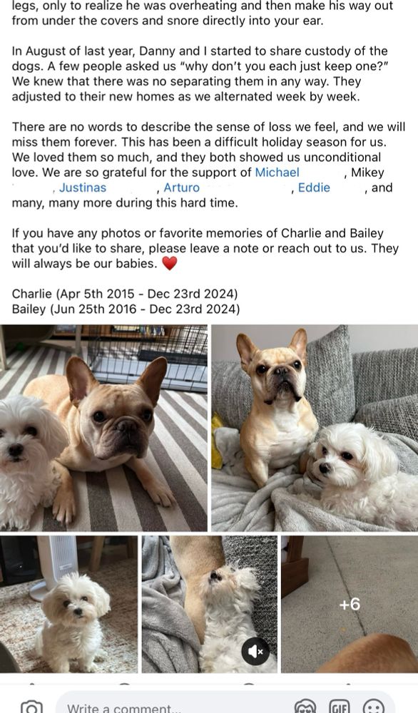 “legs, only to realize he was overheating and then make his way out from under the covers and snore directly into your ear.
In August of last year, Danny and I started to share custody of the dogs. A few people asked us "why don't you each just keep one?" We knew that there was no separating them in any way. They adjusted to their new homes as we alternated week by week.
There are no words to describe the sense of loss we feel, and we will miss them forever. This has been a difficult holiday season for us.
We loved them so much, and they both showed us unconditional love. We are so grateful for the support of Michael
, Mikey
, Justinas
, Arturo
, Eddie , and
many, many more during this hard time.
If you have any photos or favorite memories of Charlie and Bailey that you'd like to share, please leave a note or reach out to us. They will always be our babies.
Charlie (Apr 5th 2015 - Dec 23rd 2024)
Bailey (Jun 25th 2016 - Dec 23rd 2024)”