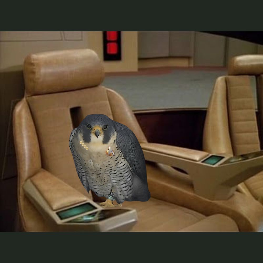 Shot of the bridge of the Enterprise in Star Trek: The Next Generation with adult male peregrine falcon Webster Photoshopped in sitting in the captain's chair, Photoshopped to be wearing the captain's pips and comm badge.