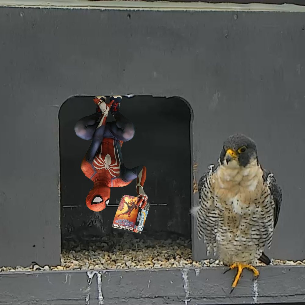 Adult peregrine falcon perched in nest box with Spider-Man Photoshopped to be hanging upside-down from the nest box opening, reading a copy of a Spider-Man comic omnibus.