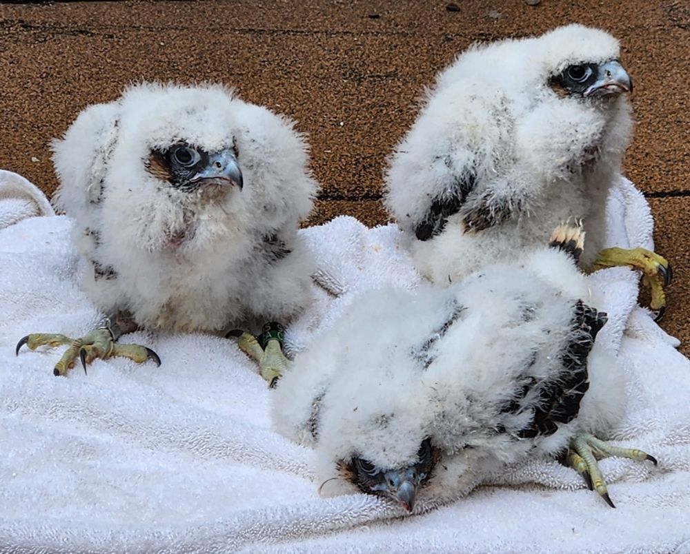 3 female peregrine falcon chicks sitting on a blanket.