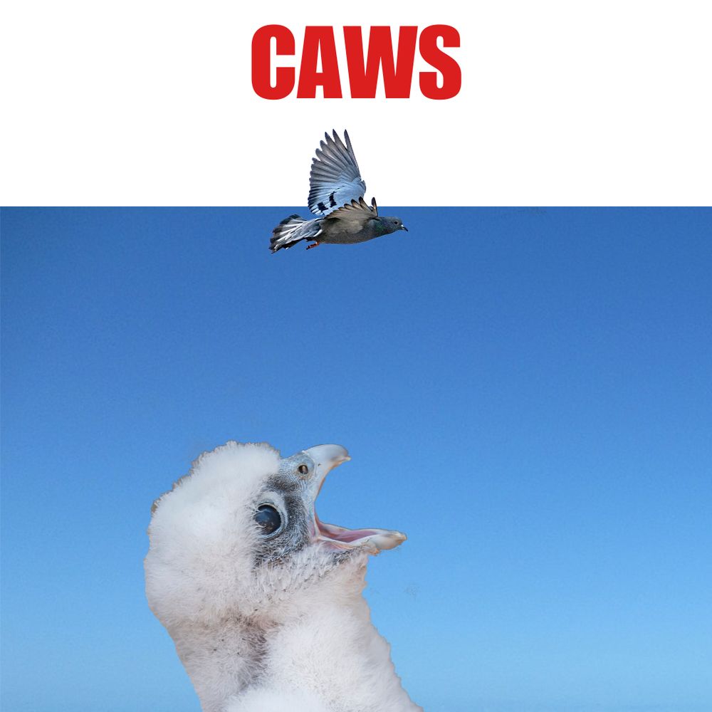 Parody of "Jaws" poster that says "Caws" with a pigeon flying and a large image of a peregrine falcon chick's head and open mouth below it.

