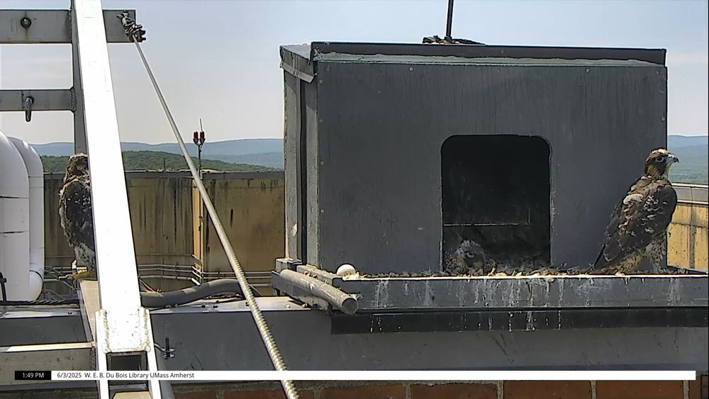 3 peregrine falcon chicks. 1 perched on the camera arm. 1 lying down in the nest box. 1 standing in the front of the nest box.