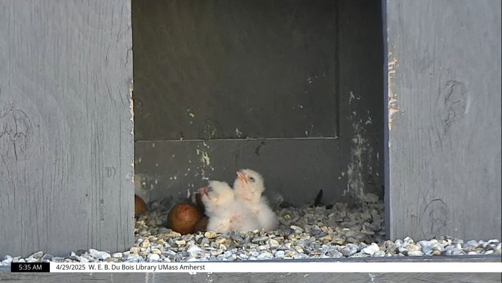 2 peregrine falcon chicks sitting in the nest box with their heads poking up.