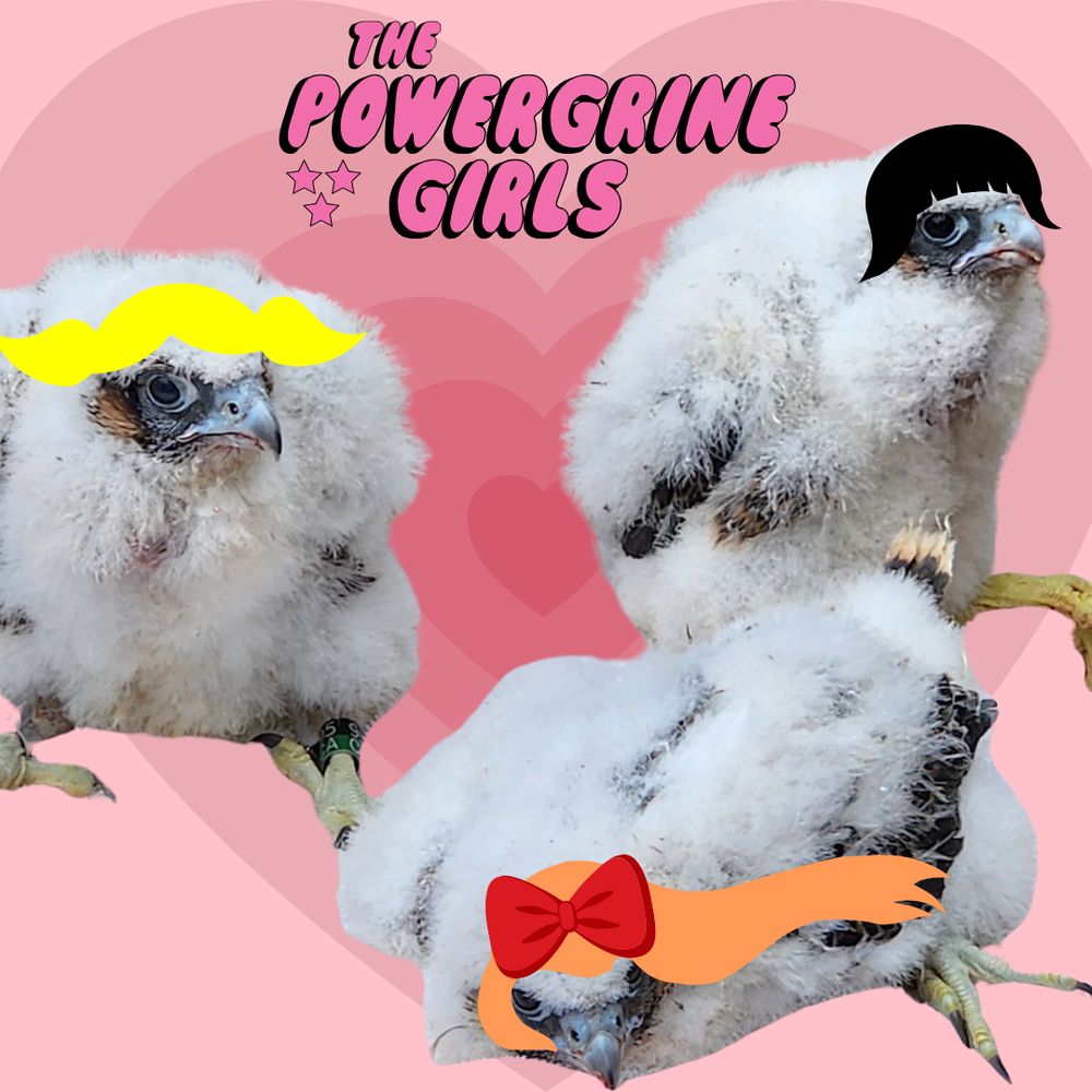 3 female peregrine falcon chicks Photoshopped to have hair like Blossom, Bubbles, and Buttercup from the Powerpuff Girls, respectively. Text: "The Powergrine Girls."