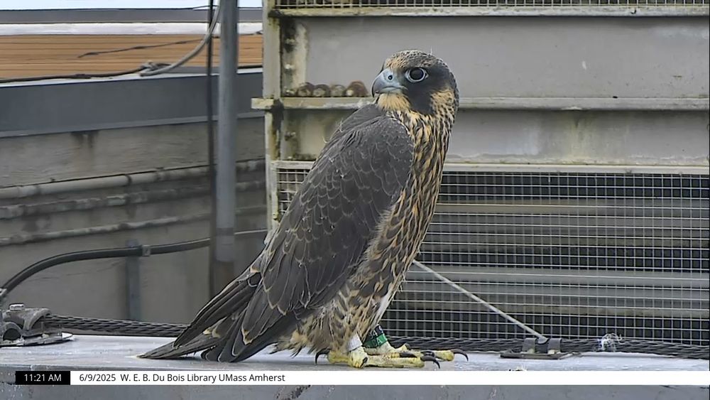 Juvenile female peregrine falcon 94/CA Blossom standing on the parapet on the Du Bois Library roof.