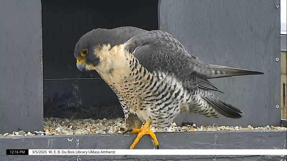 Adult female peregrine falcon Merriam perched in nest box on the Du Bois Library roof.